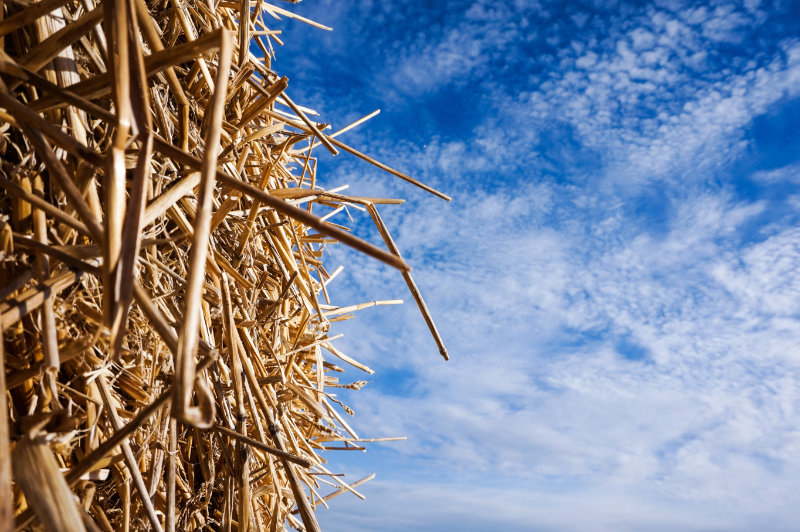 Needle in a haystack